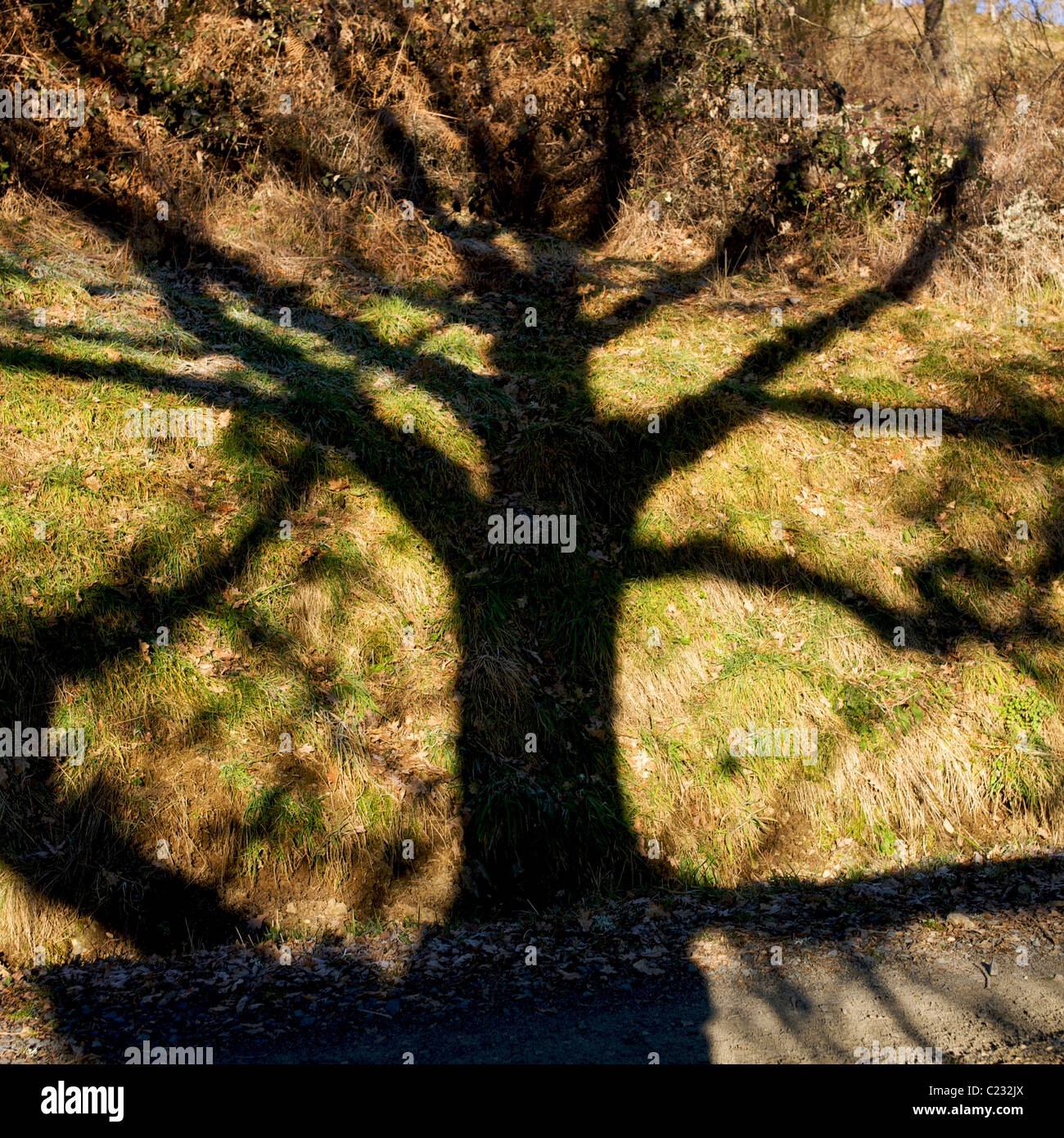 Tree shadow reflects intricate patterns on grassy terrain during a ...