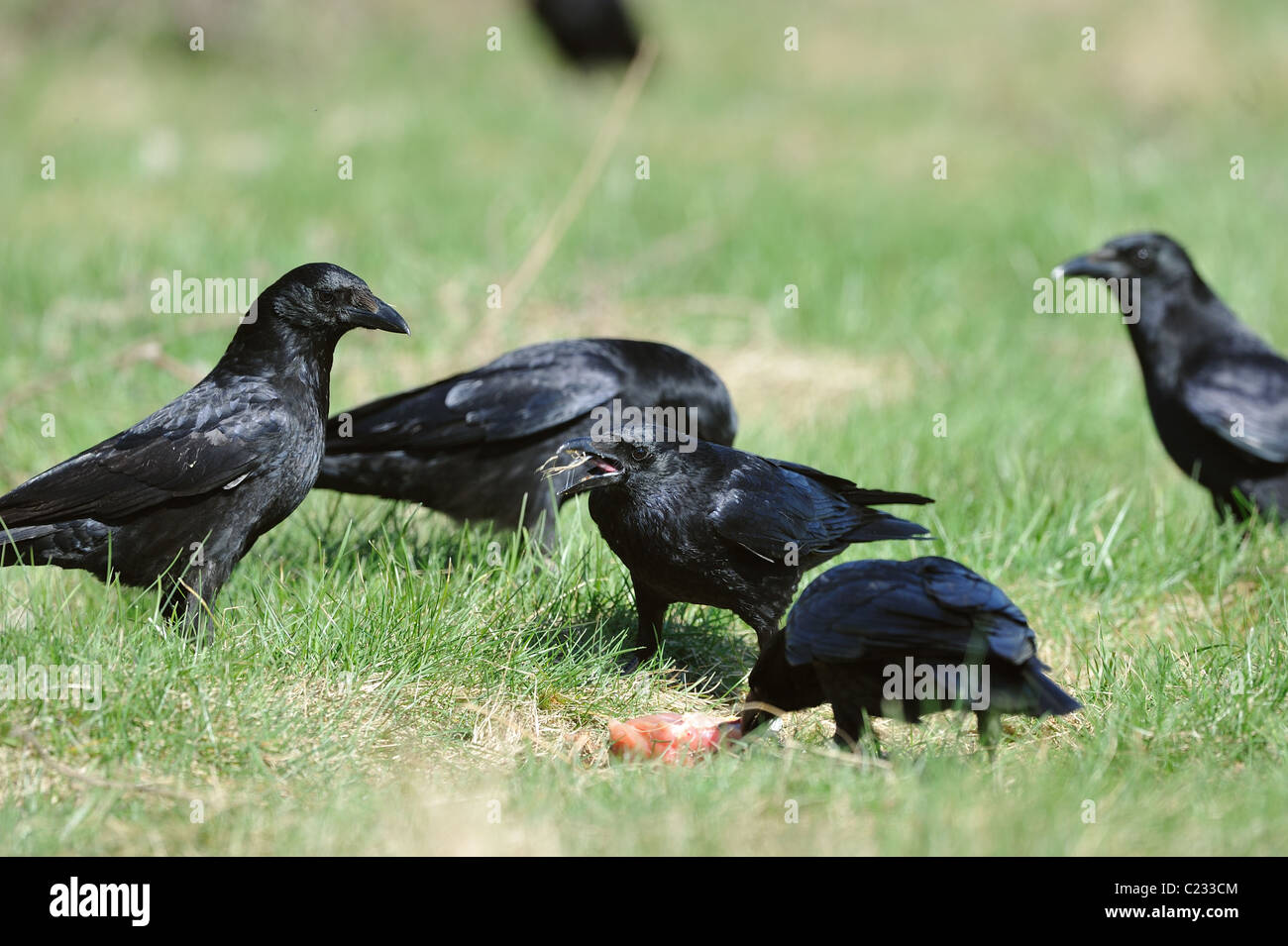 Carrion crow - Eurasian crow (Corvus corone) flock feeding on a carrion - spring Stock Photo
