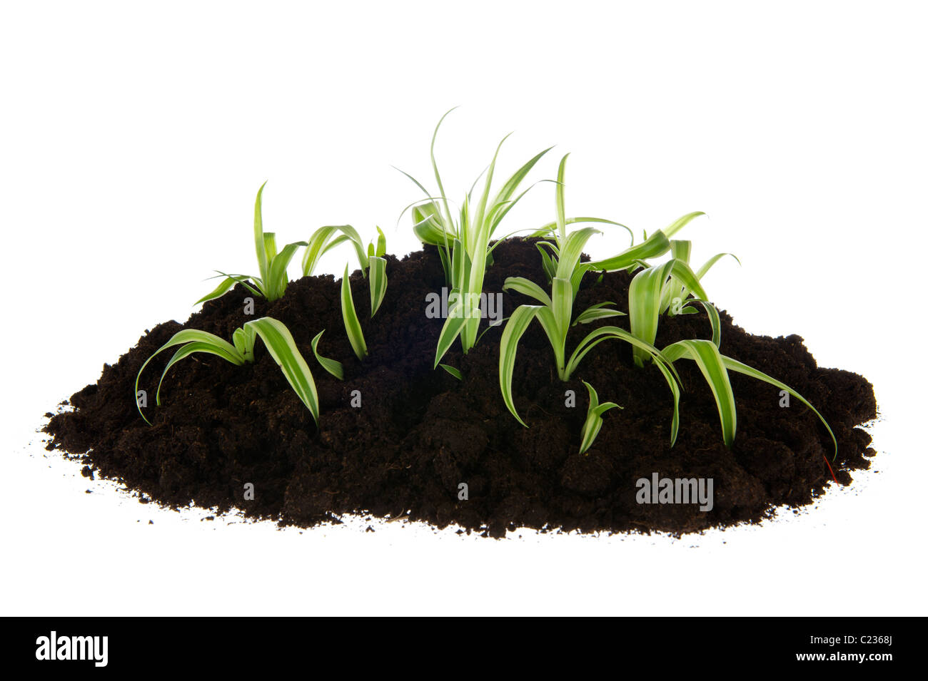 Black sand plants Cut Out Stock Images & Pictures Alamy