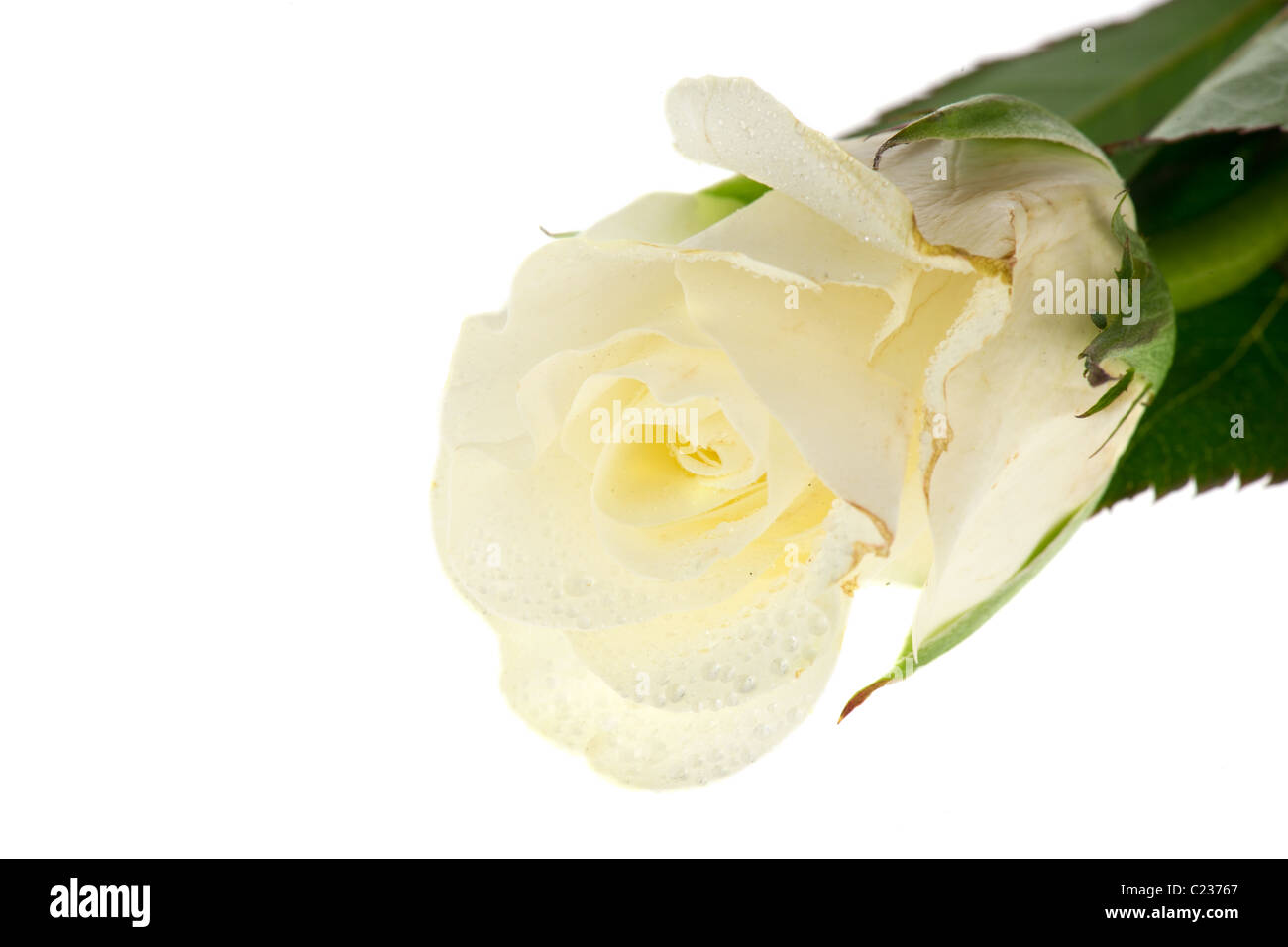White Color Roses Single single white rose isolated in studio Stock Photo - Alamy