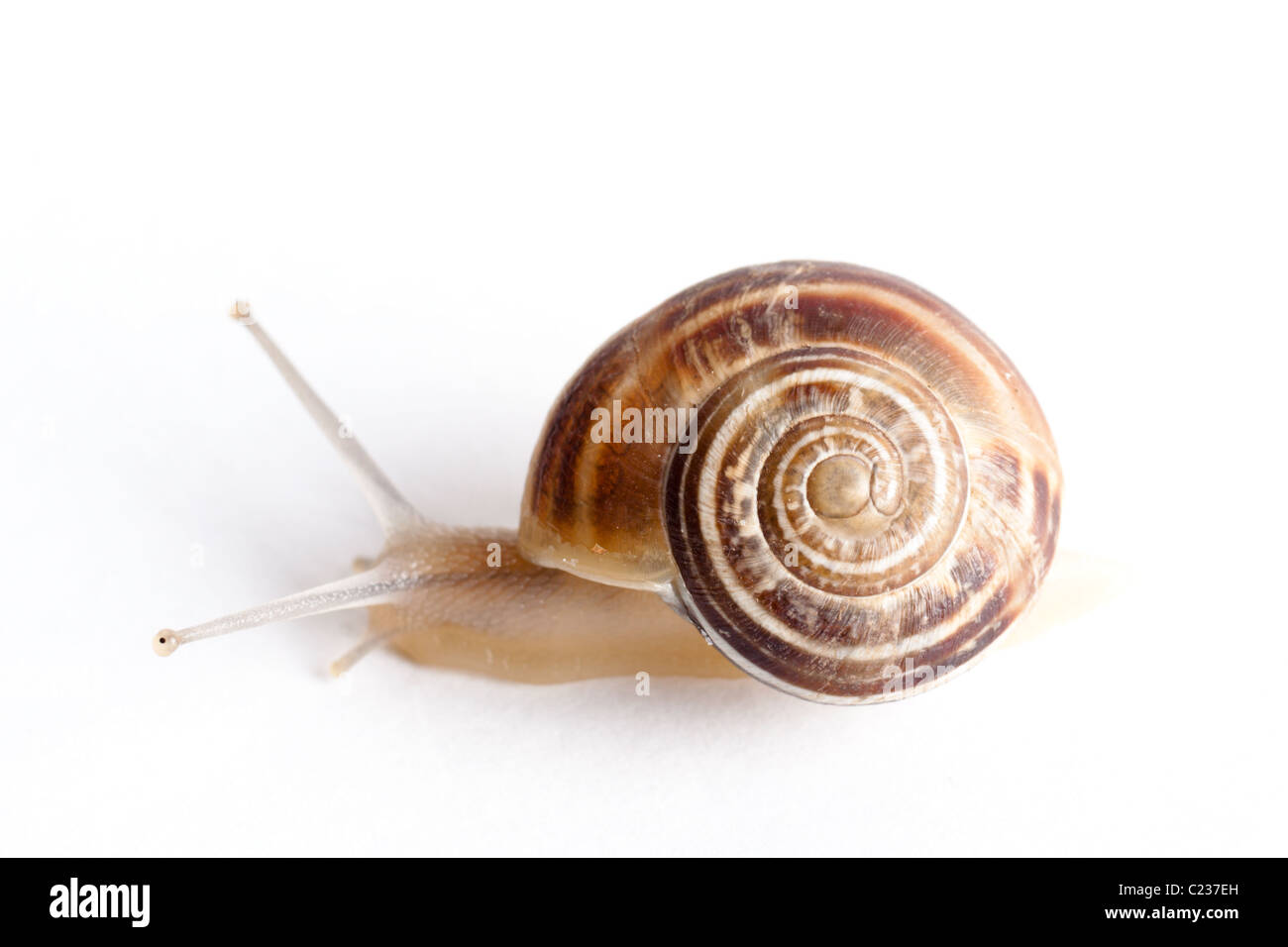 Snail with @ Sign Stock Photo