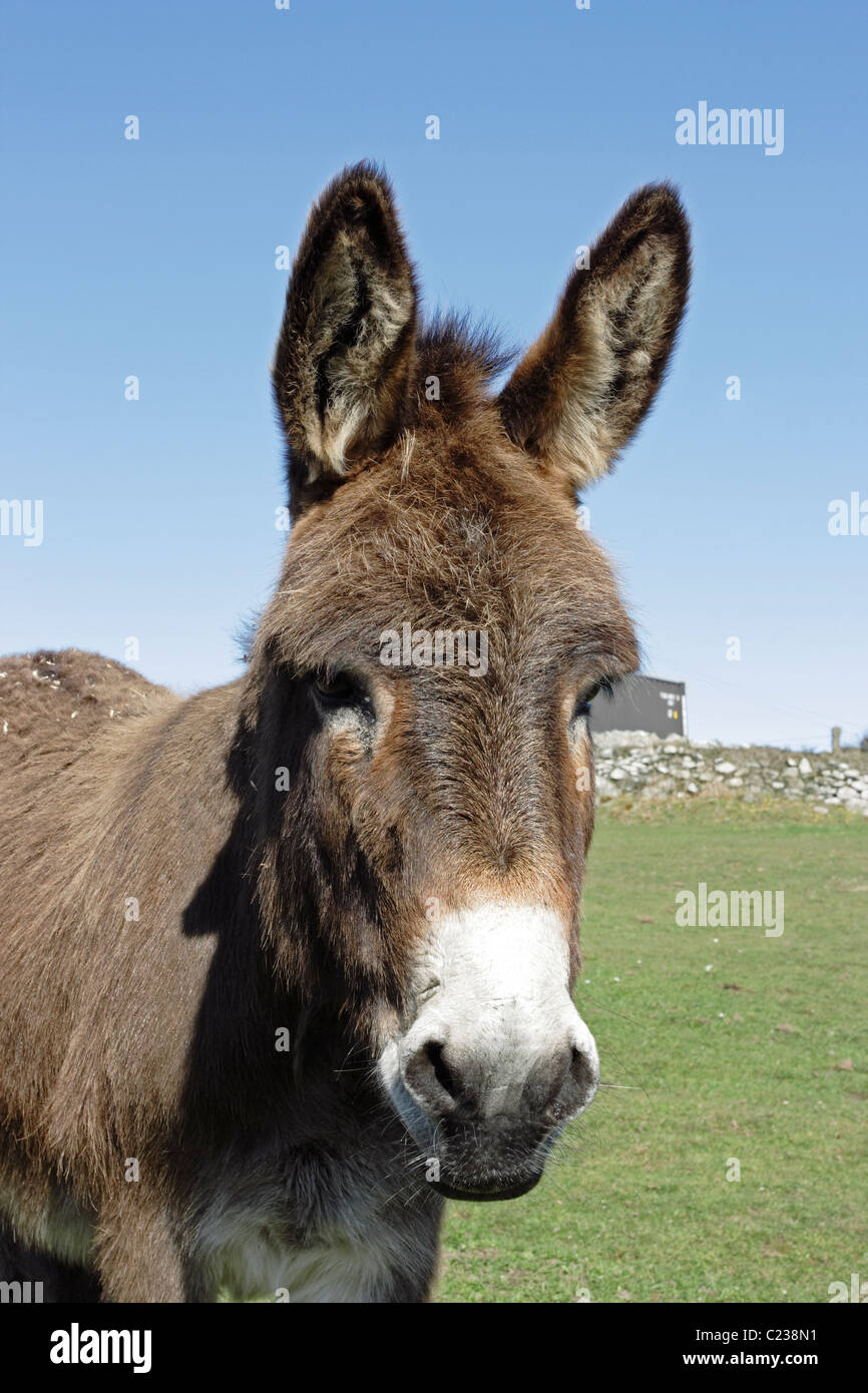 Portrait of a donkey Stock Photo - Alamy