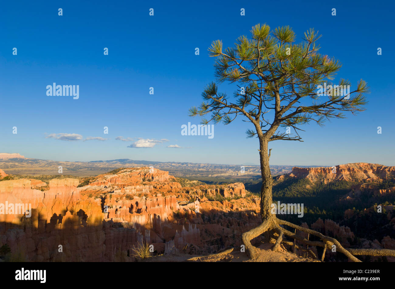 Limber pine, Pinus flexilis, at the edge of Bryce Amphitheater Sunrise point, Bryce Canyon National park Utah USA Stock Photo
