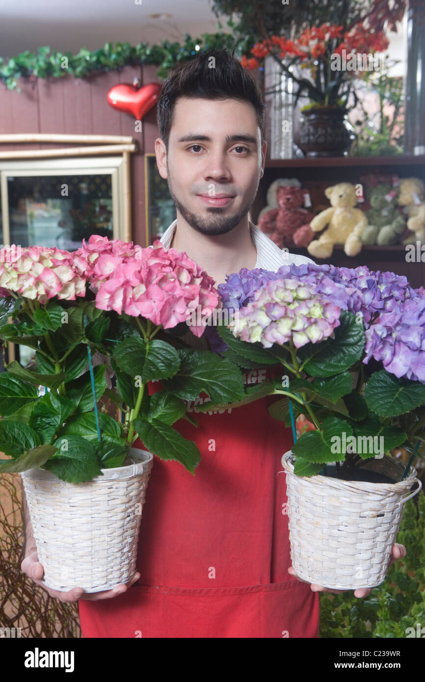 Florist stands with two hydrangea Stock Photo