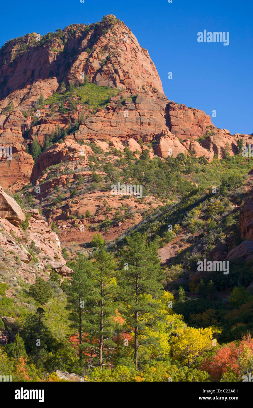 Mountains in Kolob canyons with aspens in autumn colours Zion national park Utah USA Stock Photo