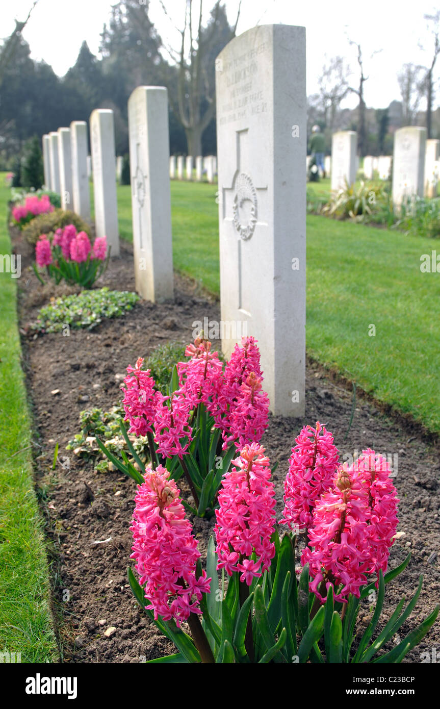 Hyacinths flowering by war graves in Botley Cemetery, Oxford, UK Stock Photo