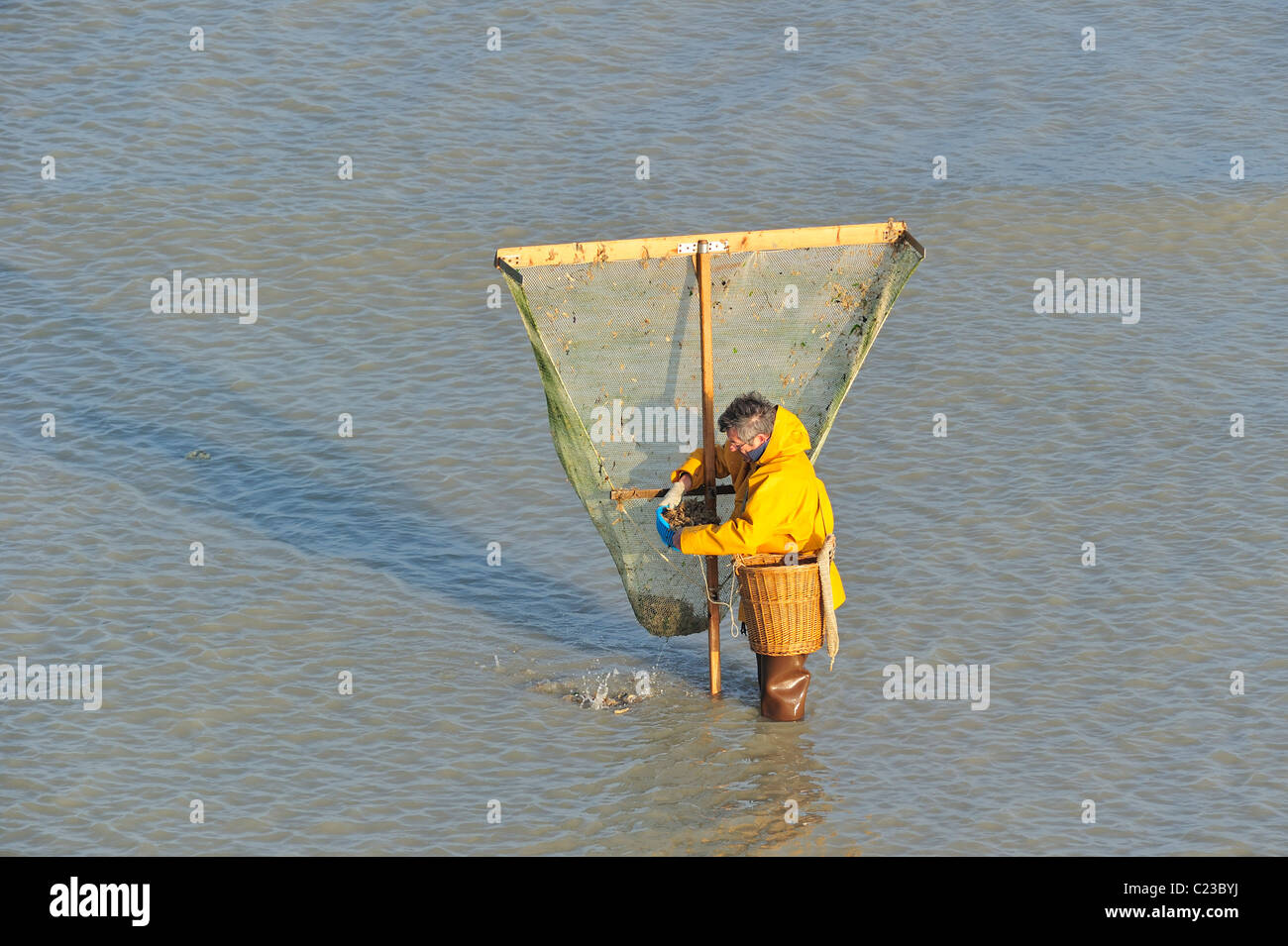 https://c8.alamy.com/comp/C23BYJ/shrimper-fishing-for-shrimps-with-shrimping-net-along-the-beach-at-C23BYJ.jpg