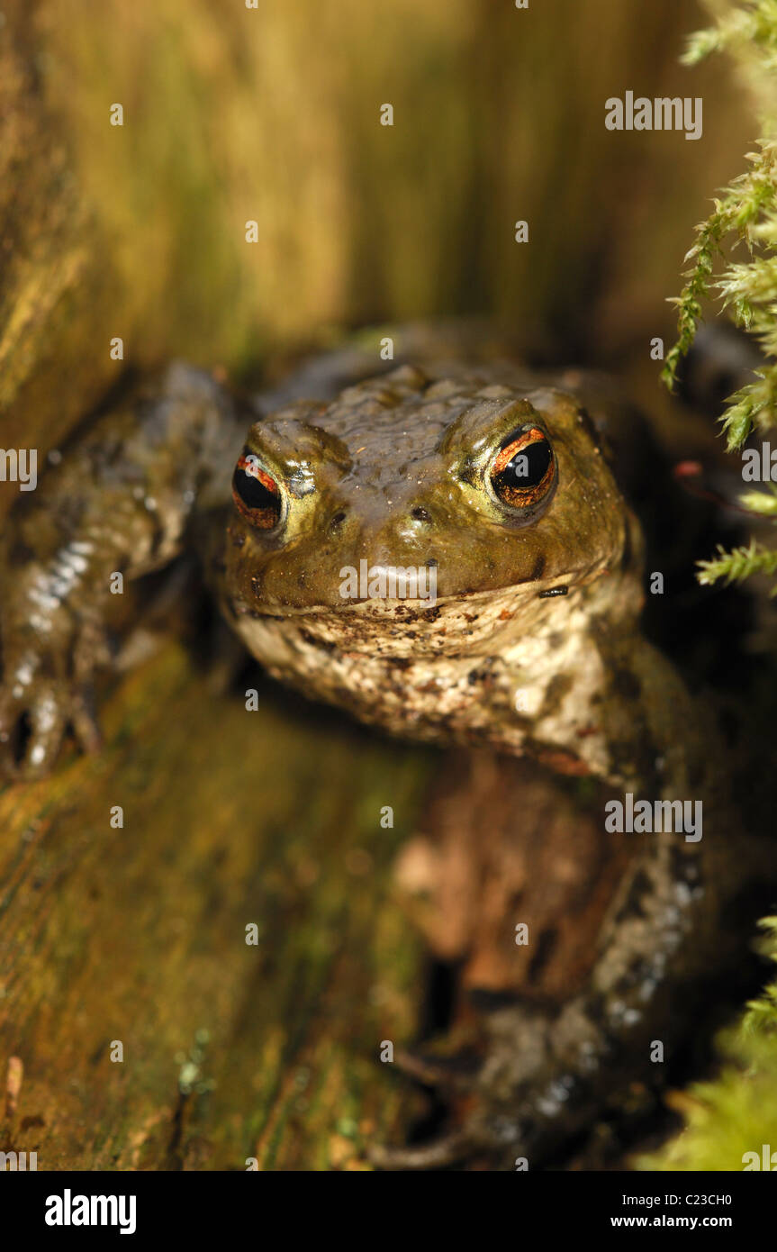 A common frog crawling on some wet mud. UK Stock Photo Alamy