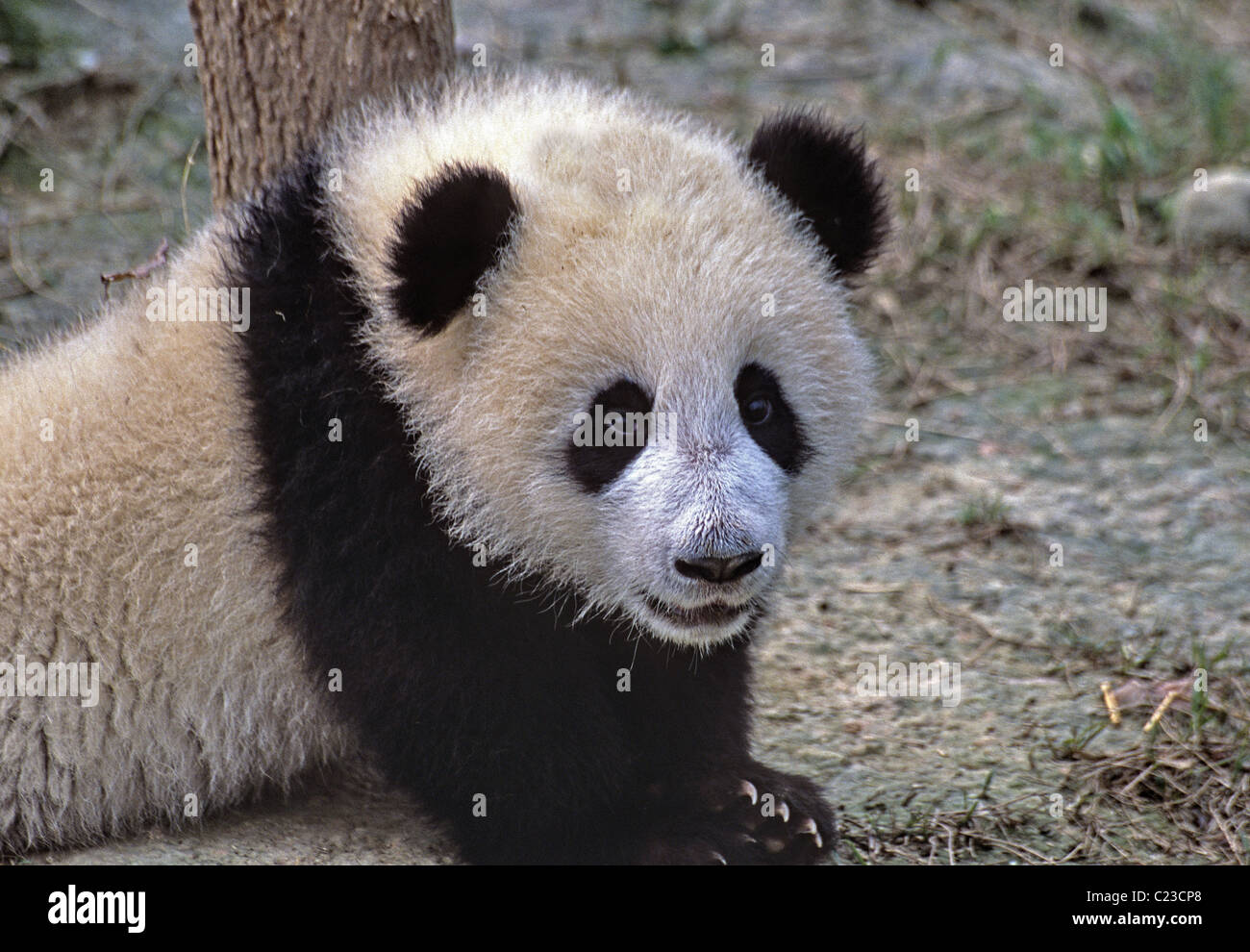 Panda cub hi-res stock photography and images - Alamy