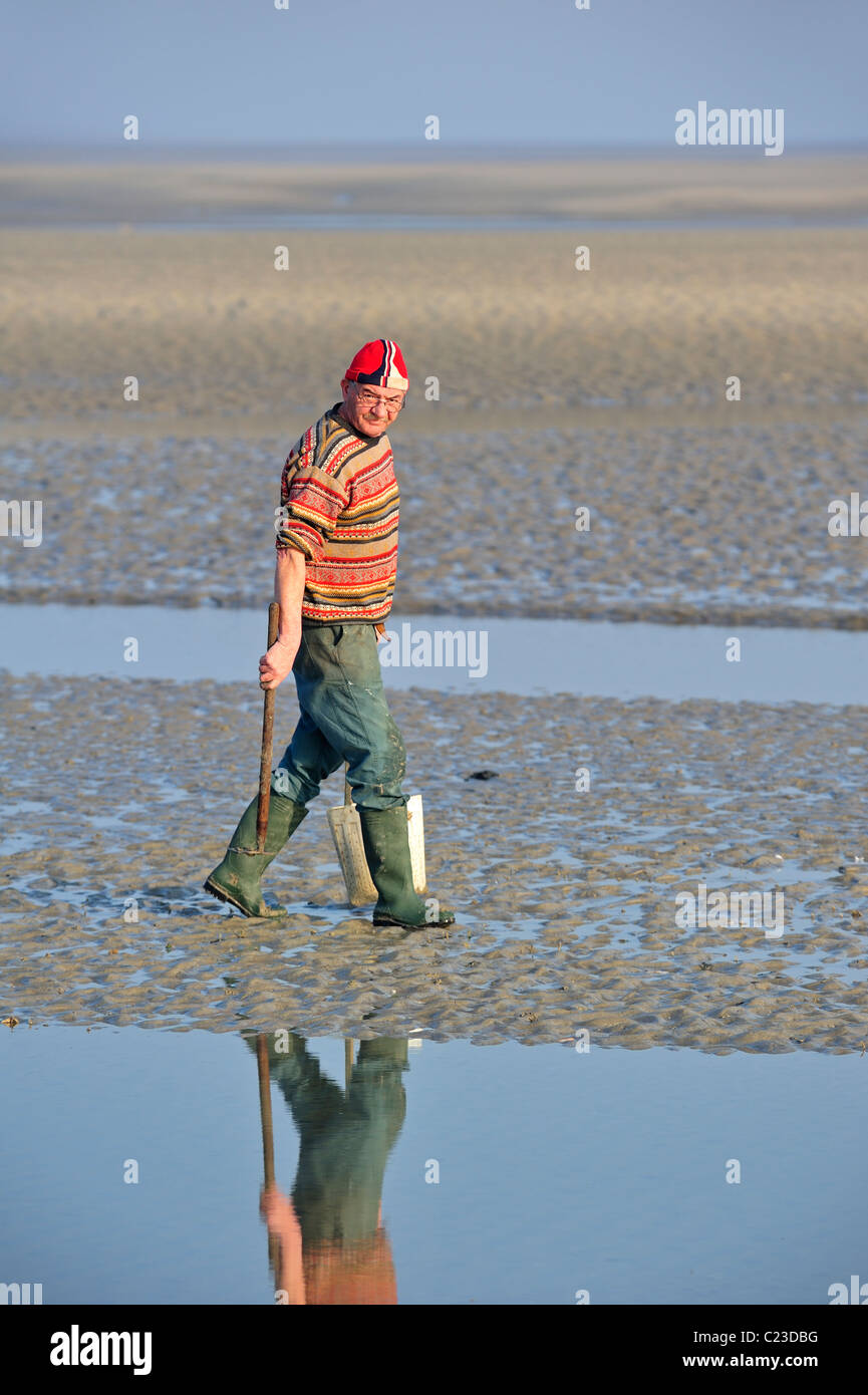 Man, equipped with clamming rake and bucket, digging for clams in the tidal mud flats of the Bay of the Somme, Picardy, France Stock Photo