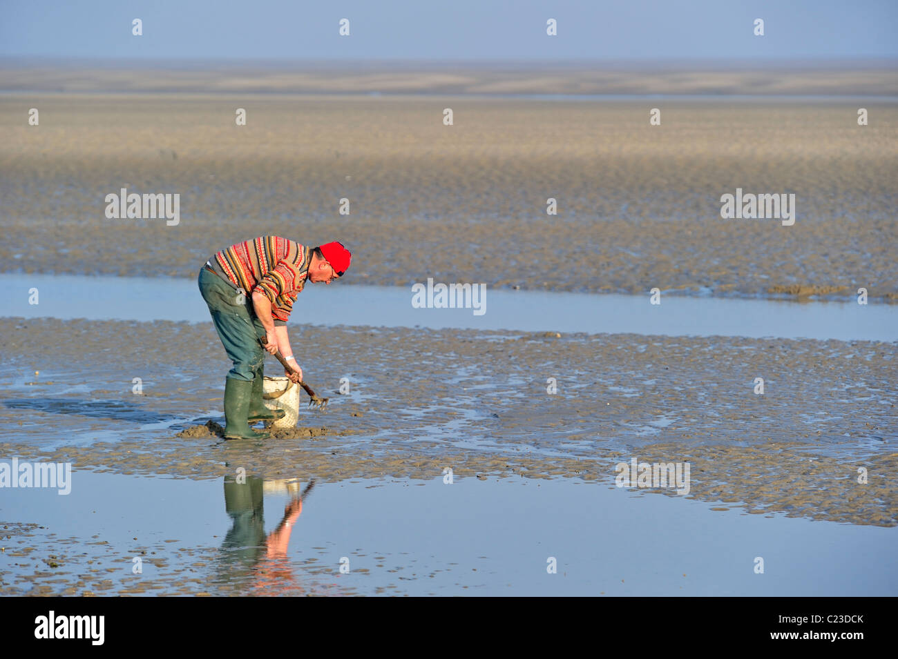 Man, equipped with clamming rake and bucket, digging for clams in the tidal mud flats of the Bay of the Somme, Picardy, France Stock Photo