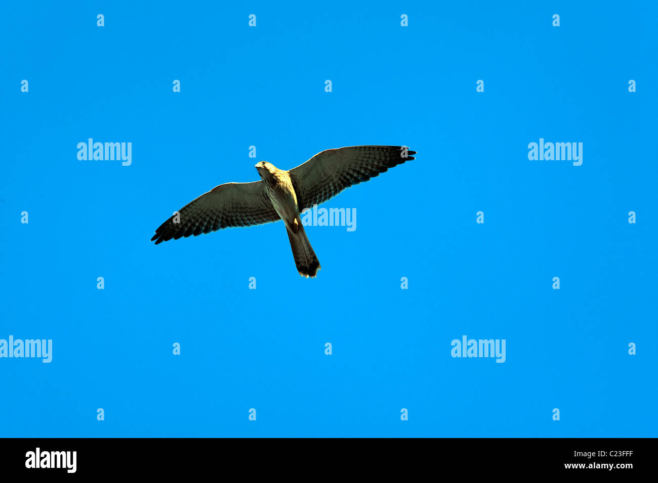 Flying Black Kite Bird ( Milvus migrans ), Western Australia Stock Photo