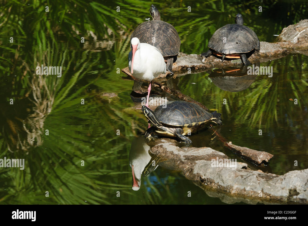 Closeup of a Florida Redbelly Turtle (Pseudemys nelsoni) Stock Photo