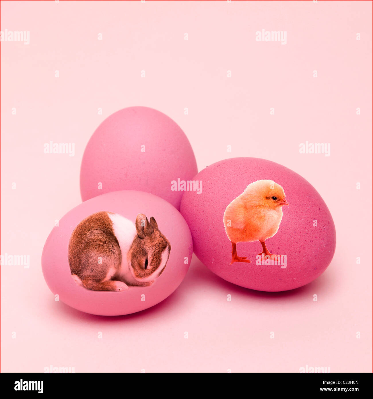 Rabbit chicken hires stock photography and images Alamy