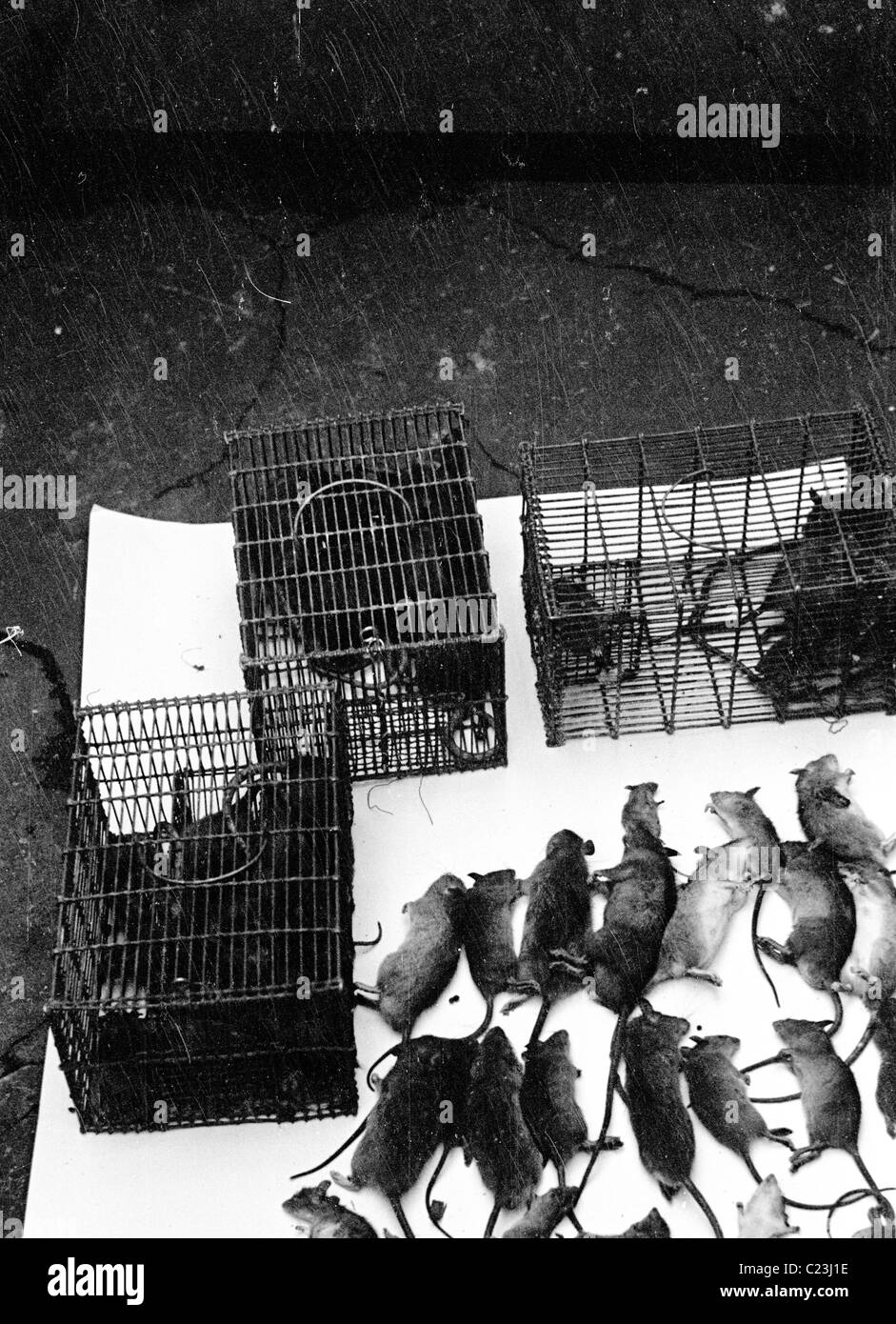 1950s, England. Collection of dead rats displayed on a table next to the cages that they were caught in this historical picture. Stock Photo