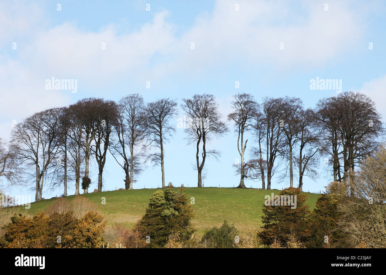 Cricket St Thomas High Resolution Stock Photography and Images Alamy