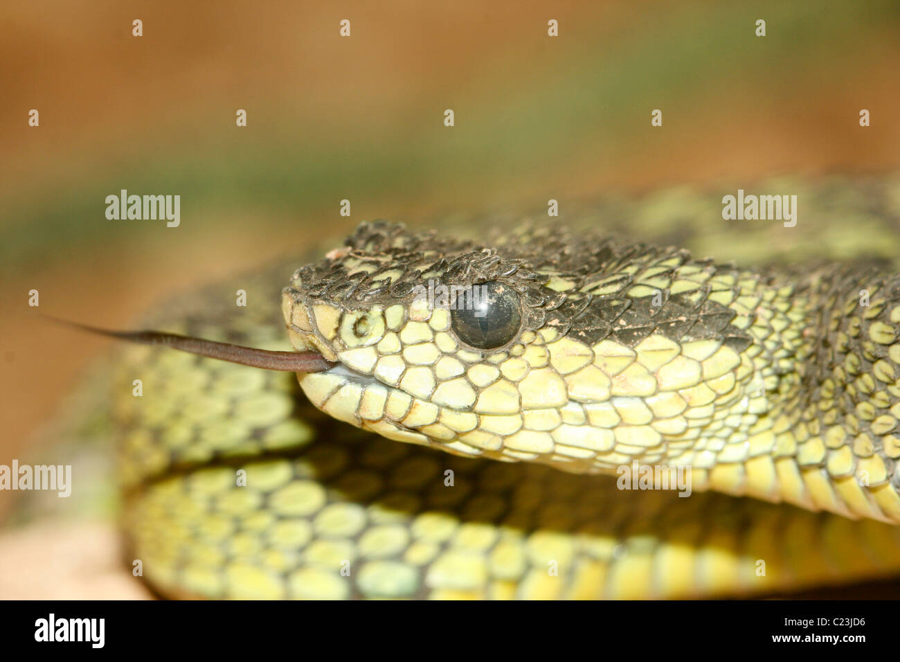 The head of a Great Lakes Bush Viper ( Atheris nitschei ) Stock Photo