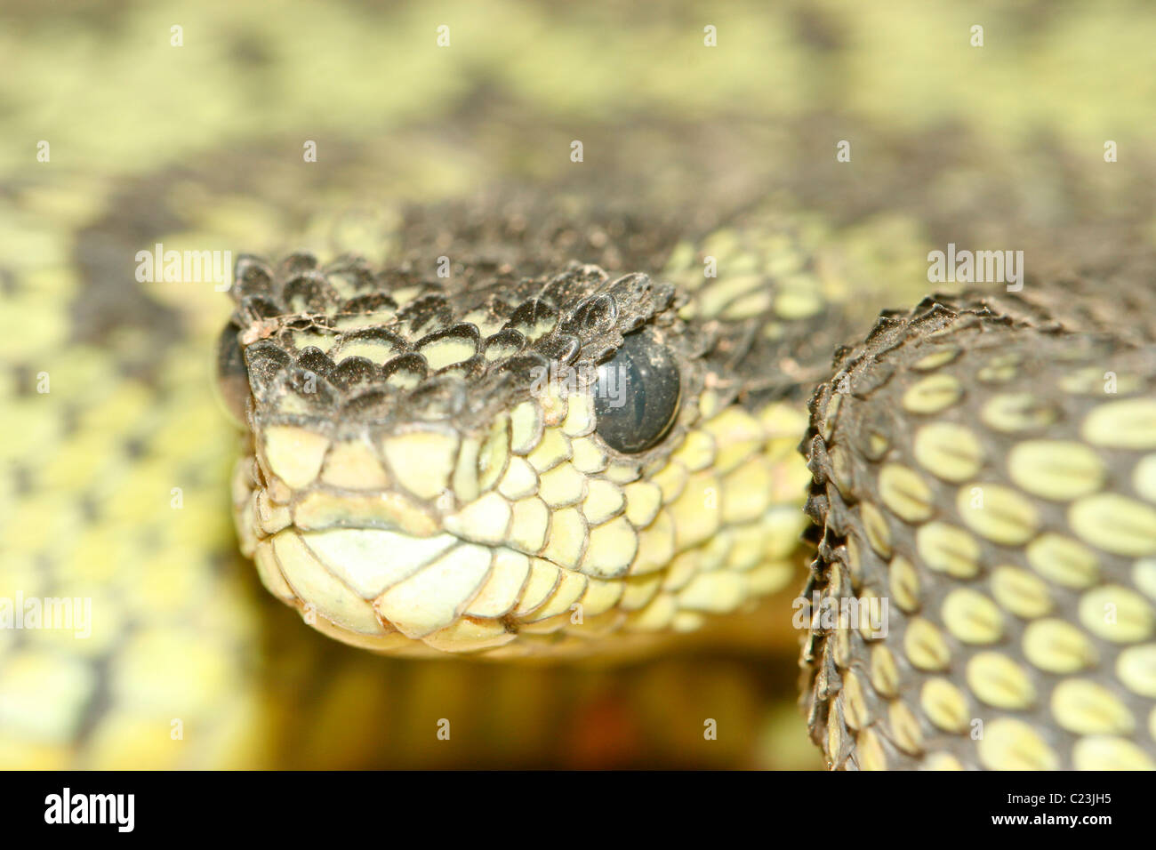 Attacking Snake / Great Lakes Viper / Atheris Nitschei Stock Image