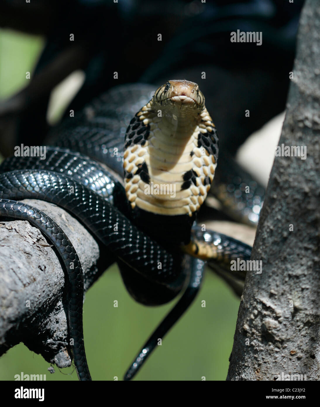 A forest cobra (Naja melanoleuca) in a tree in Uganda, with its hood extended and ready to strike Stock Photo
