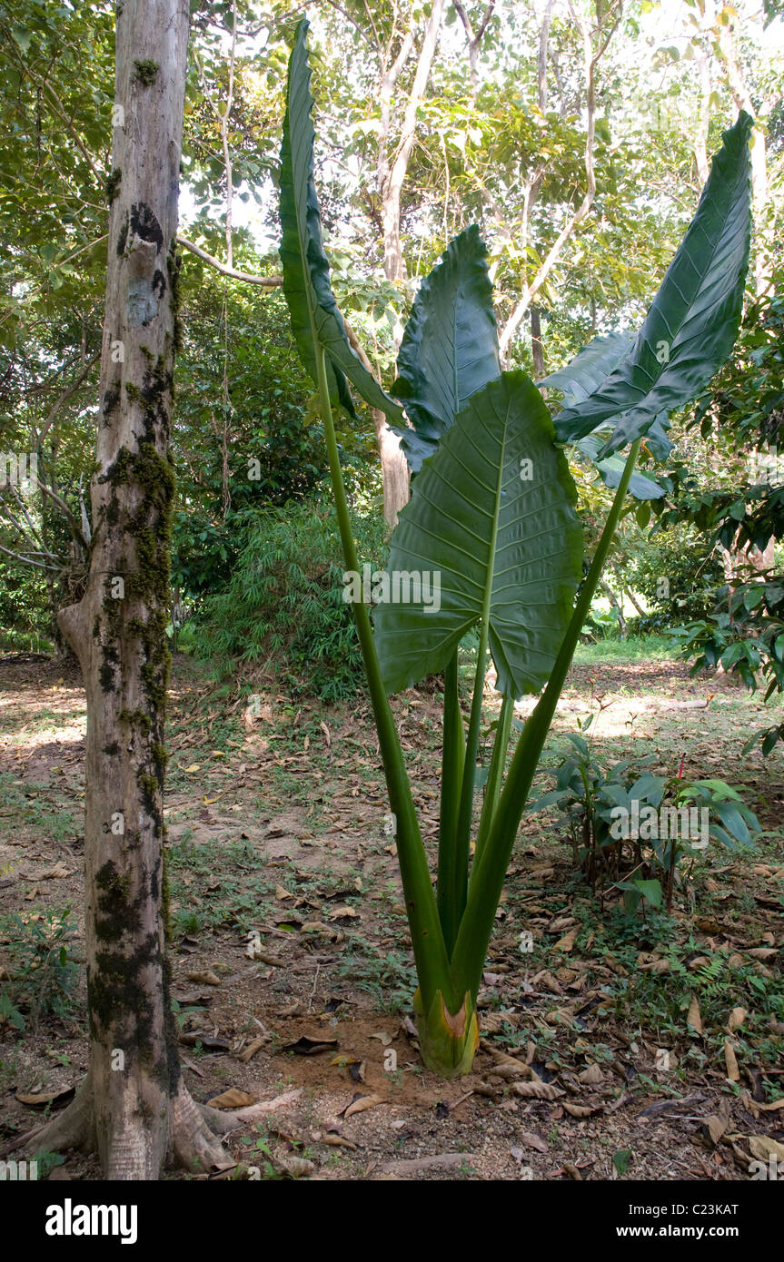 Tropical plants, Khao Sok National Park, Southern Thailand Stock Photo -  Alamy
