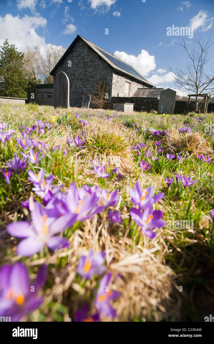 Solar electric panels on Lowick Village Hall in South Cumbria, with wild crocus in the foreground. Stock Photo