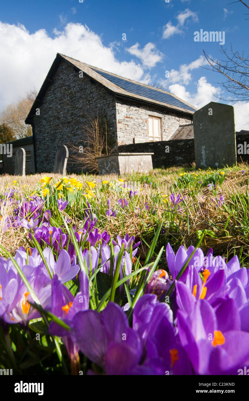 Solar electric panels on Lowick Village Hall in South Cumbria, with wild crocus in the foreground. Stock Photo