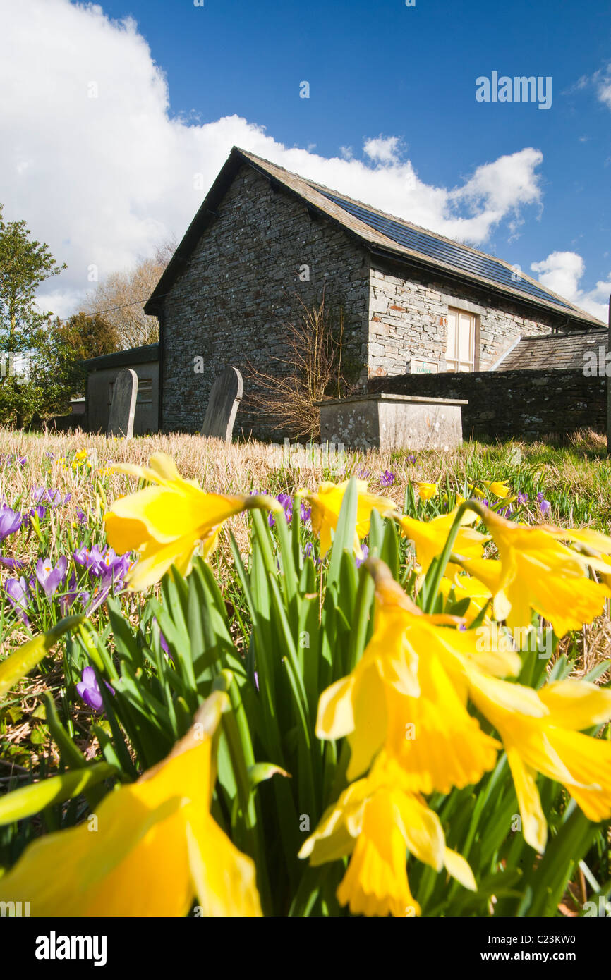 Solar electric panels on Lowick Village Hall in South Cumbria, with wild Daffodils and Crocus in the foreground. Stock Photo