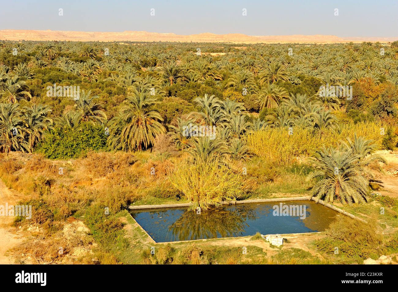 Palm tree gardens in the Siwa oasis, western desert, Egypt Stock Photo Alamy