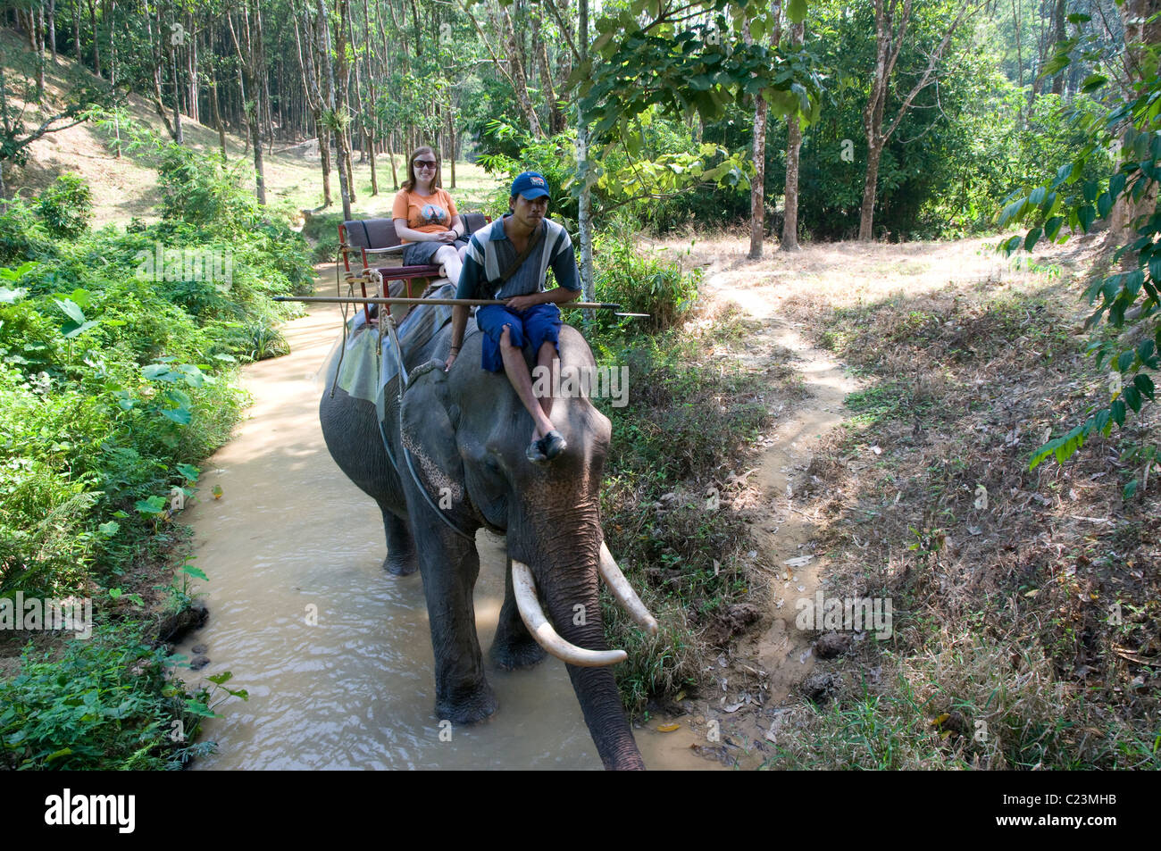 Tourist riding an elephant, Khao Sok National Park, Southern Thailand ...