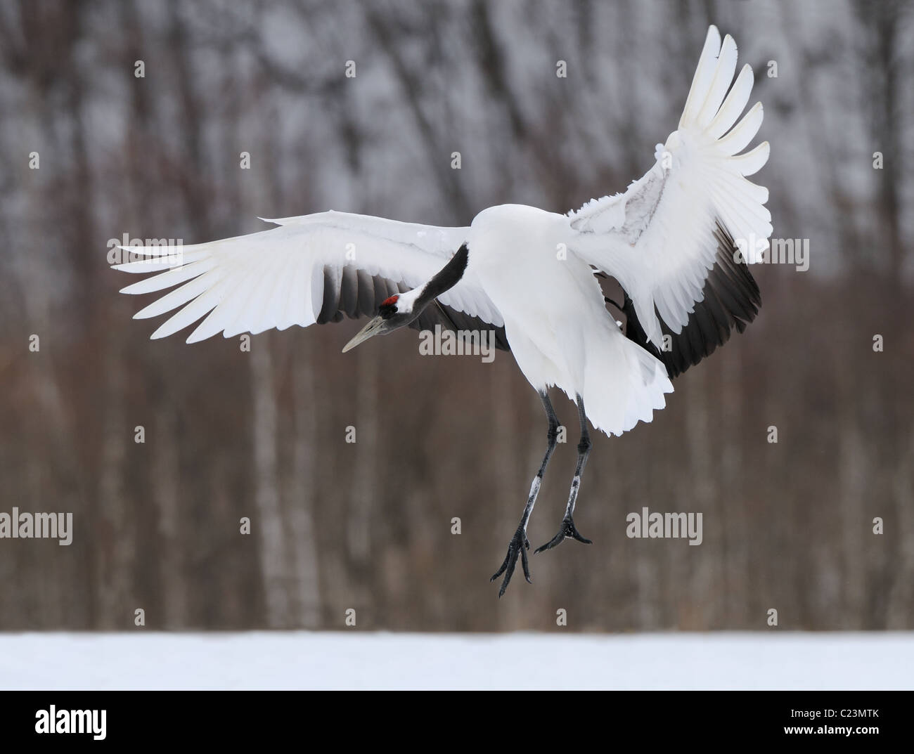 Red Crowned aka Japanese Crane, Grus japonensis in flight above a snowy ...