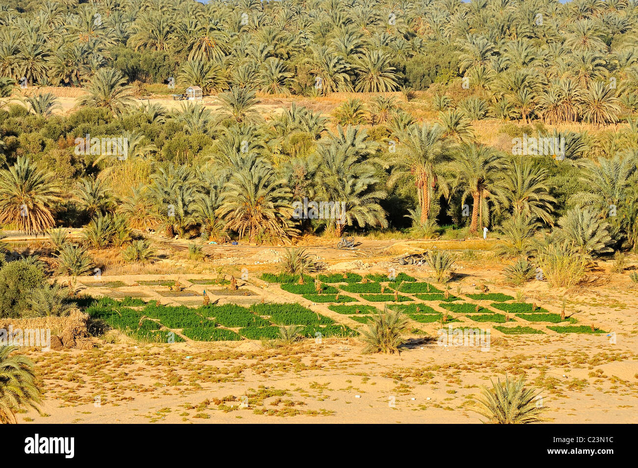 Palm tree gardens in the Siwa oasis, western desert, Egypt Stock Photo