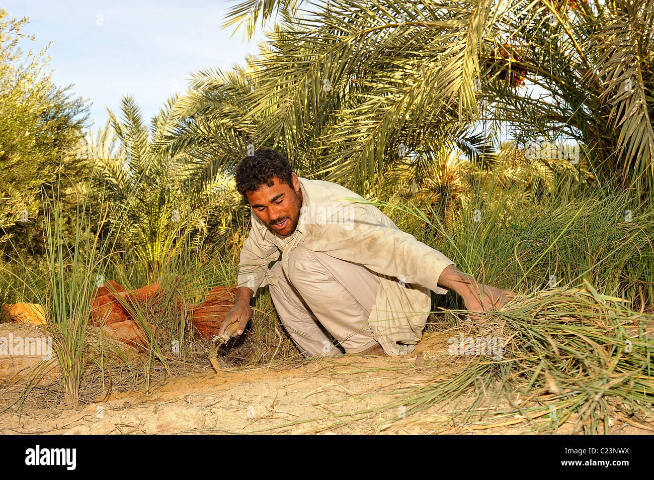 Egyptian gardener cutting grass with a sickle in a garden in the Siwa