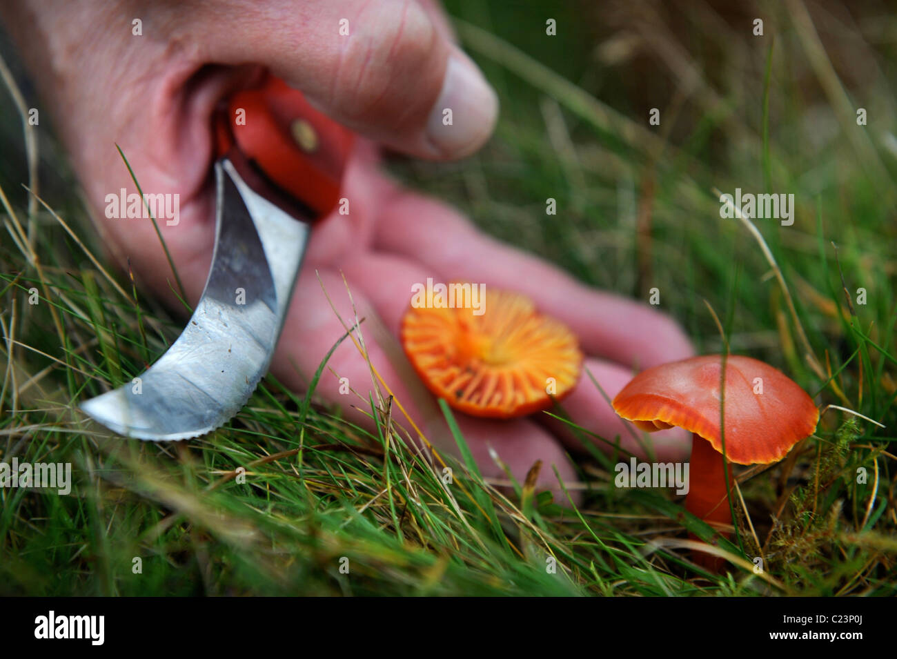 Detail of foraging expert Raoul Van Den Broucke harvesting a Scarlet