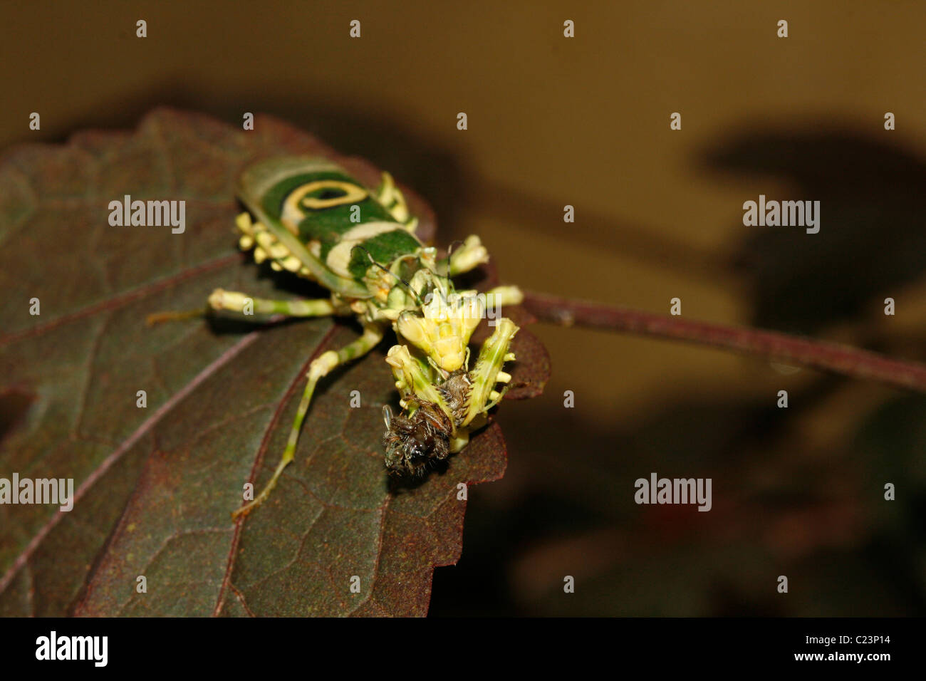 A praying mantis (Spiny Flower Mantis, Pseudocreobotra wahlbergii) eating a spider Stock Photo