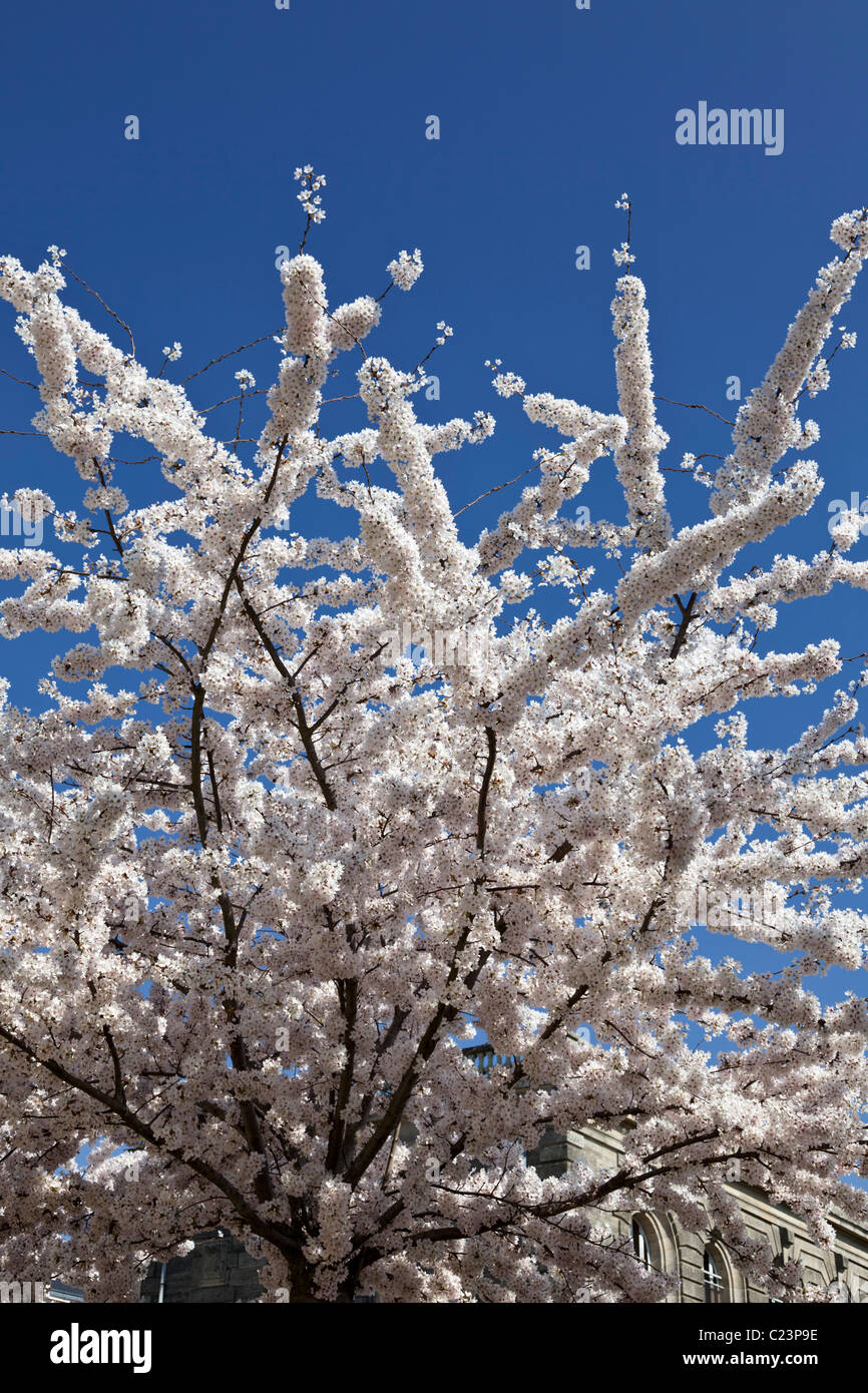 White Cherry Blossom flowering in spring, France, Europe Stock Photo