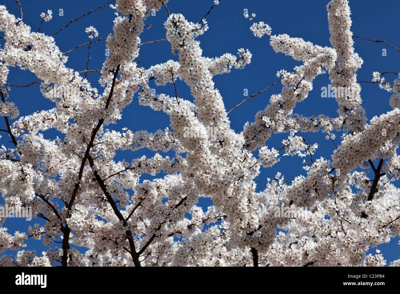 White Cherry Blossom flowering in spring Stock Photo