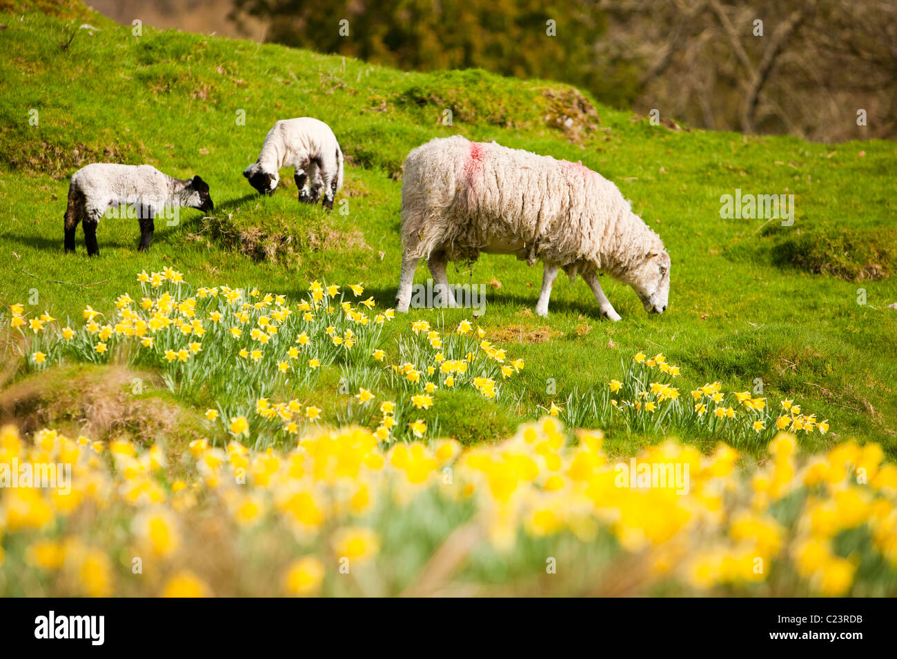 Sheep and lambs in a field carpeted with Wild Daffodil's (Narcissus