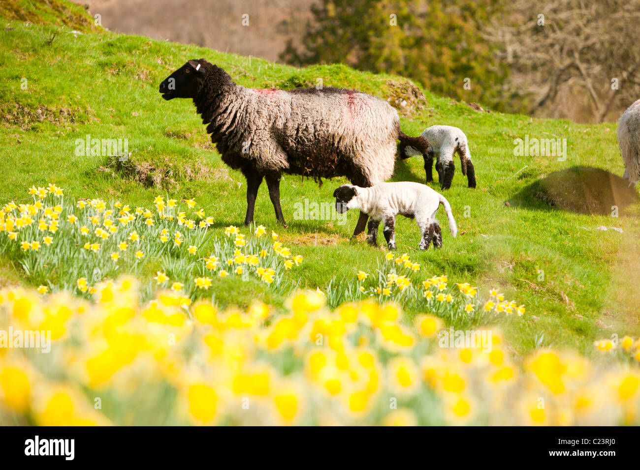 Sheep and lambs in a field carpeted with Wild Daffodil's (Narcissus