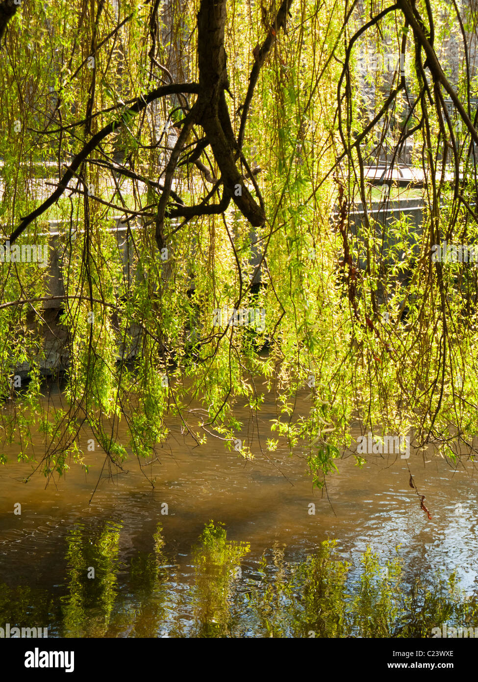 Weeping willow tree leaves backlit hanging over a small river, France, Europe Stock Photo