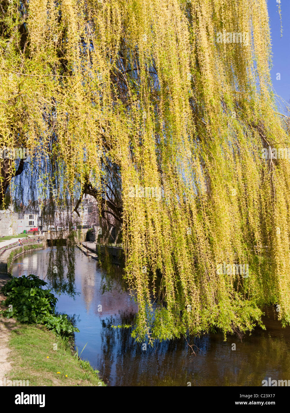Weeping willow tree leaves hanging over a river France, Europe Stock Photo