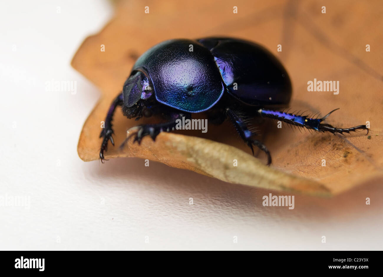 Geotrupes Stercorarius Beetle Stock Photo - Alamy