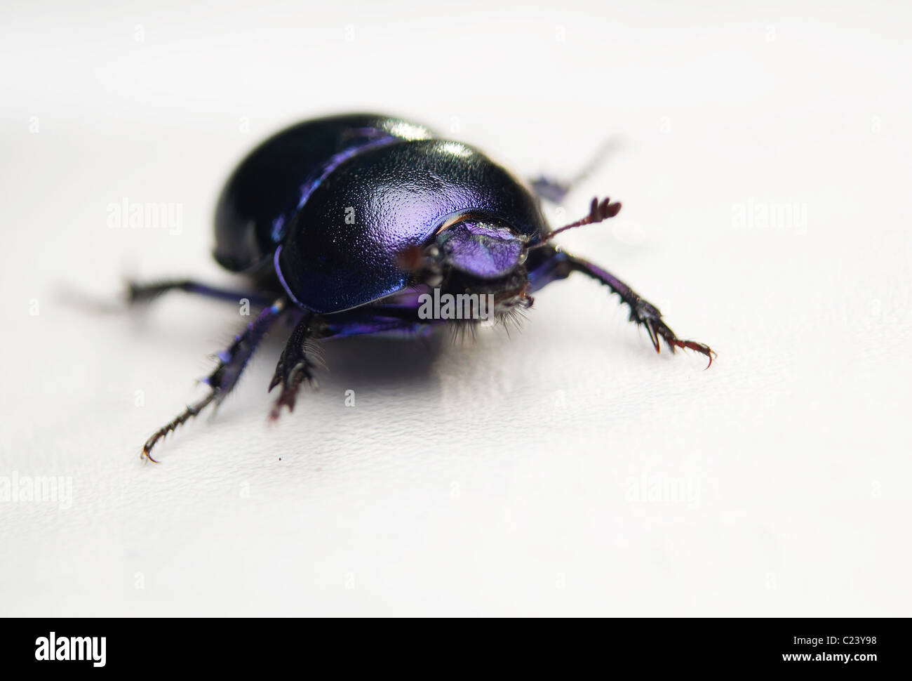 Geotrupes stercorarius beetle Stock Photo