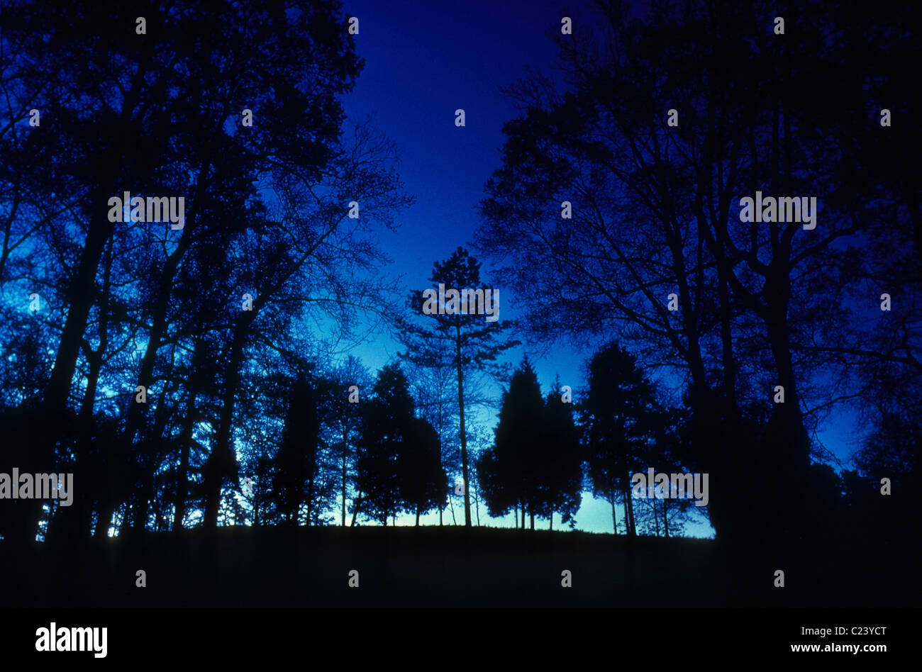 Night scene in forest hi-res stock photography and images - Alamy