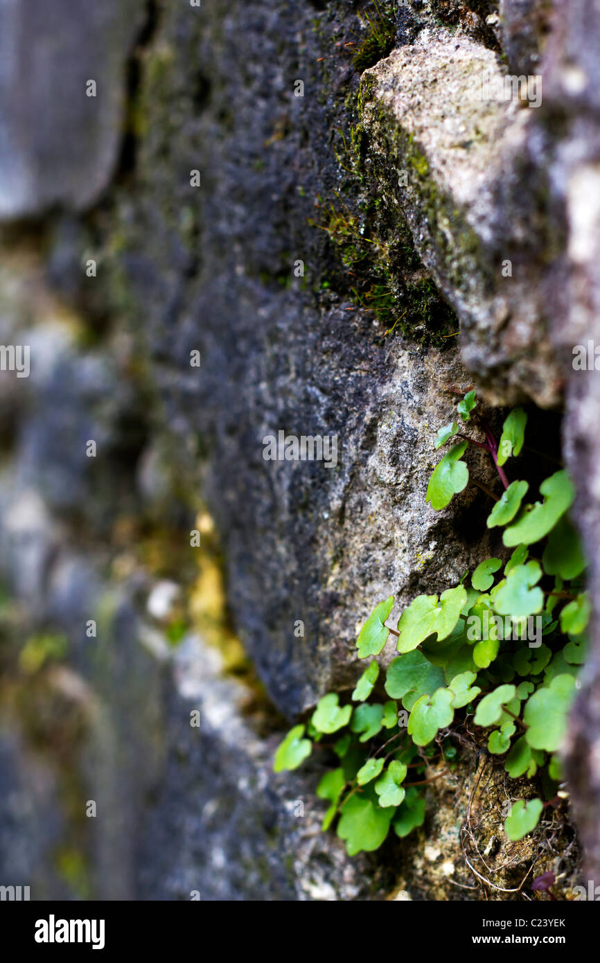 Image of bright green plants growing in a stone wall Stock Photo - Alamy