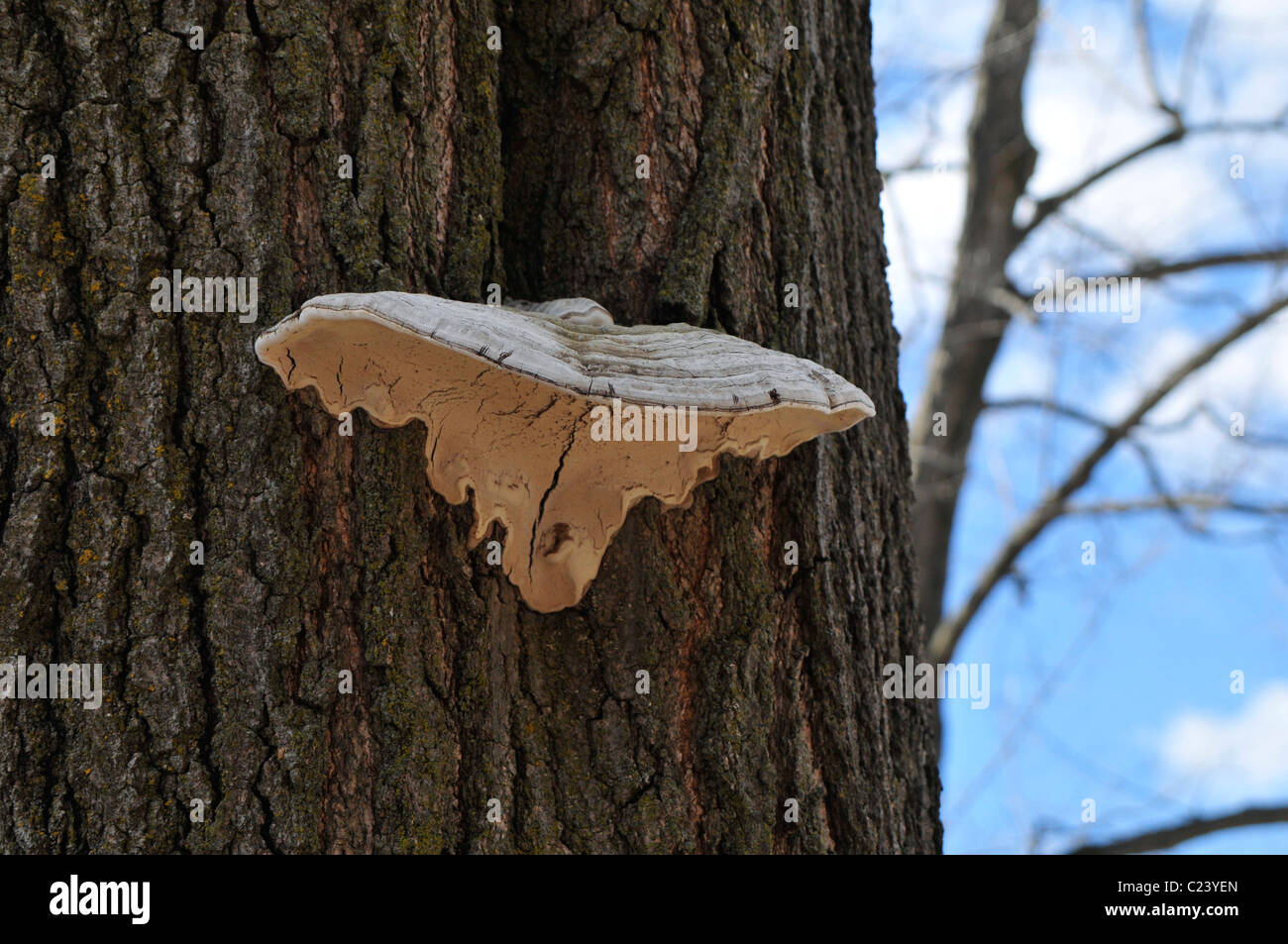 A large wild mushroom growing on the trunk of a tree in Mystic, Quebec, Canada. Stock Photo