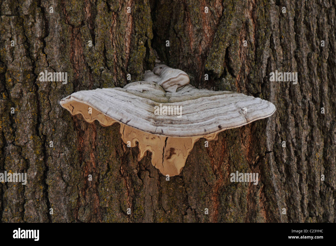 Avery large mushroom growing from a truck of a maple tree. Stock Photo