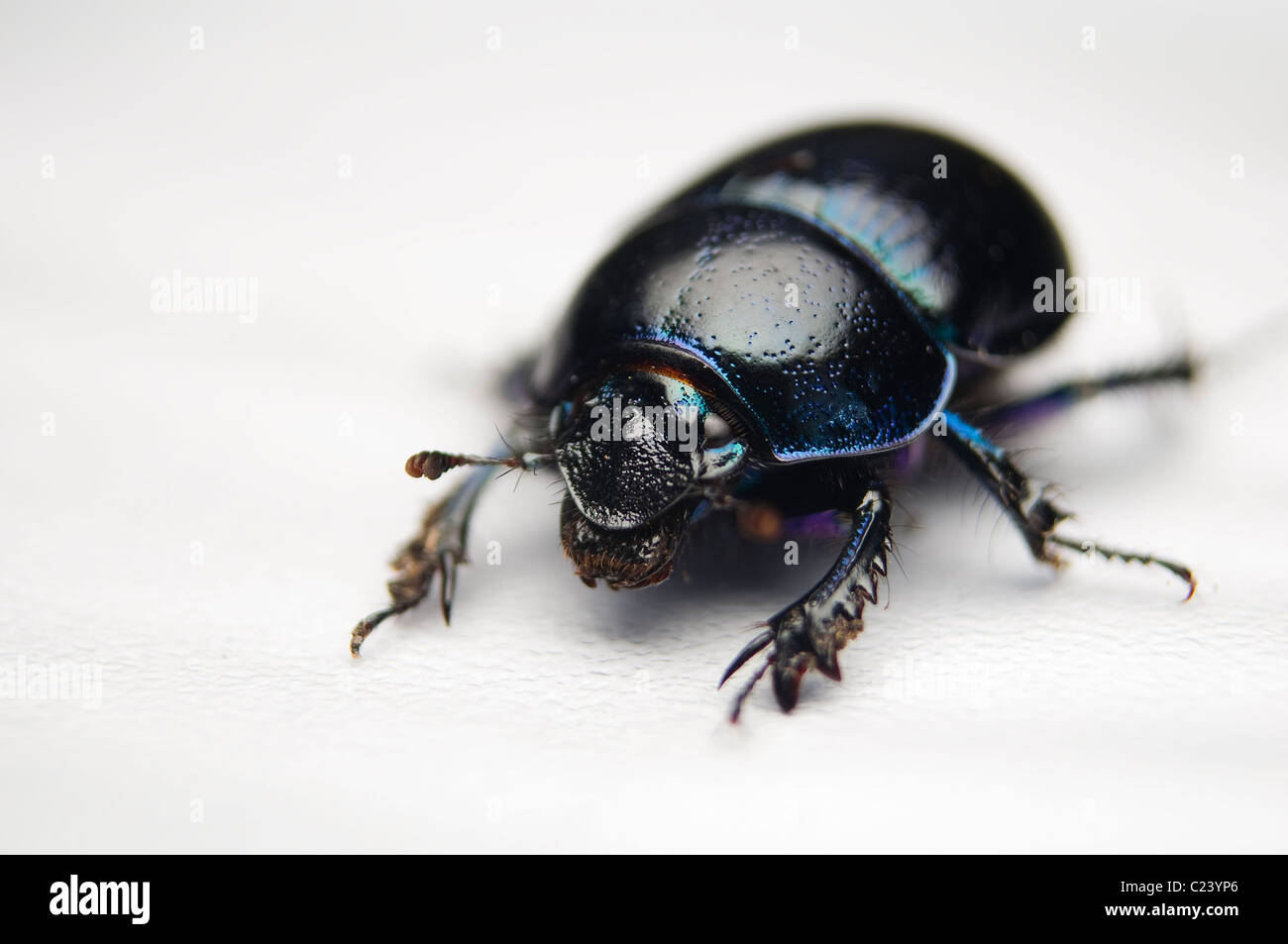 Geotrupes stercorarius beetle Stock Photo