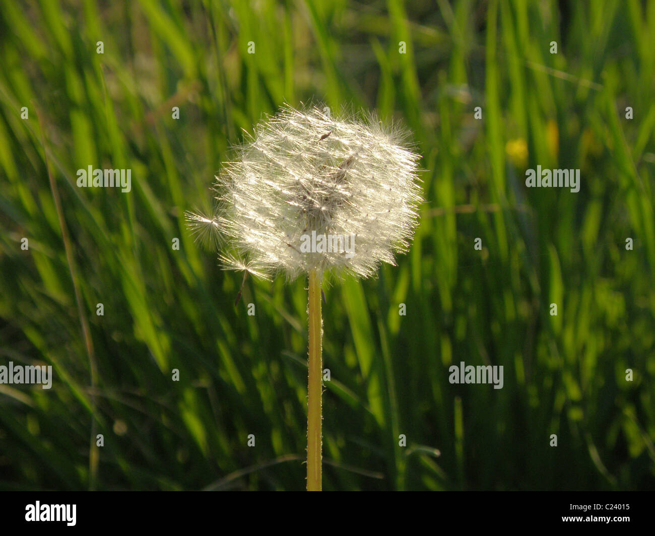 Dandelion meadows with pastures hi-res stock photography and images - Alamy