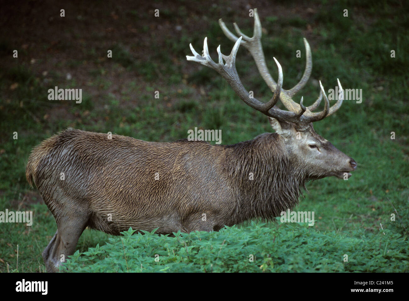 Stag Mateing Ritual Mating danmark hi-res stock photography and images - Alamy