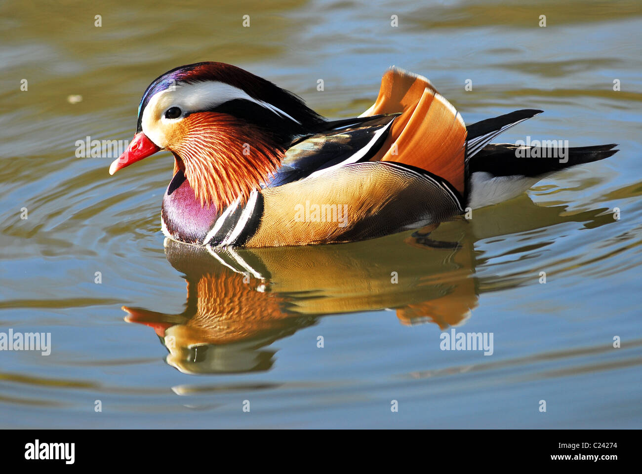 Closeup male mandarin duck (Aix galericulata) swimming, viewed of ...